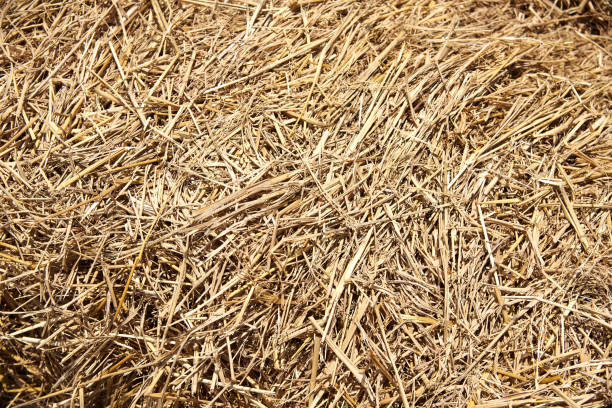 istock Background pattern of brown dry straw 1145362389