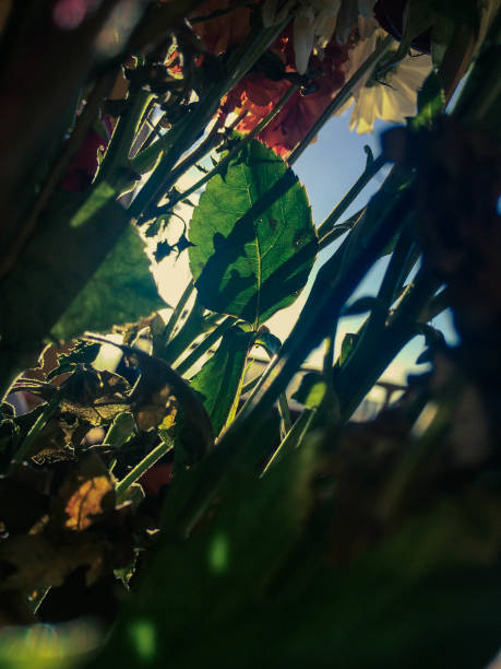 istock Sky from the inside of a flower 1145364658