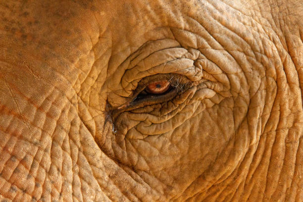 istock Close up of Elephant Head including eye, ear, and mouth 1145366774