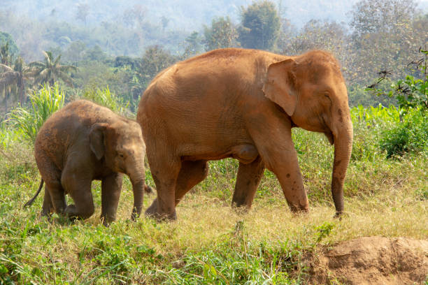 istock Mom and baby elephant walking in Thailand 1145366808