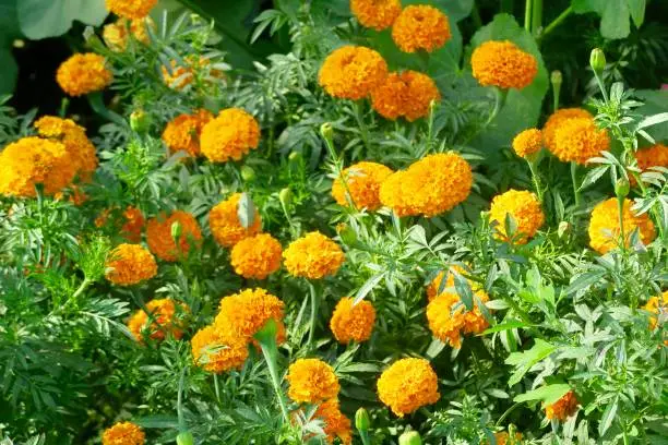 Photo showing orange African marigold flowers growing in the garden border of a public park, along with other annual bedding plants and half hardy flowers, such as edible nasturtiums blooms. These African marigolds are also known as tagetes and are popular all around the world, from England to India, with marigolds thriving in full sunshine and terracotta plant pots on windowsills, patios and in glasshouses.