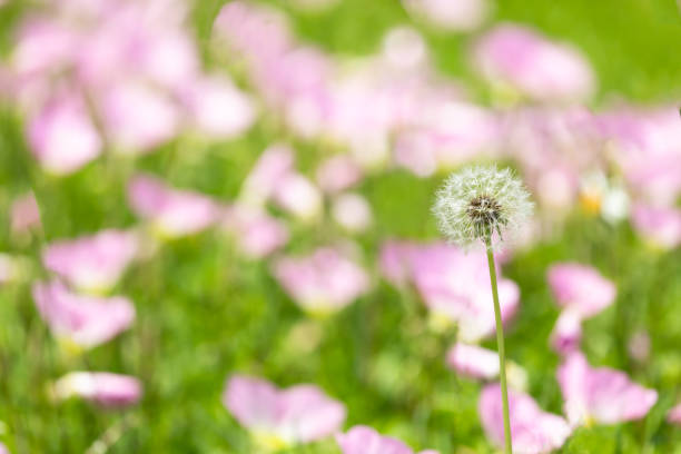 Natural landscape Background material