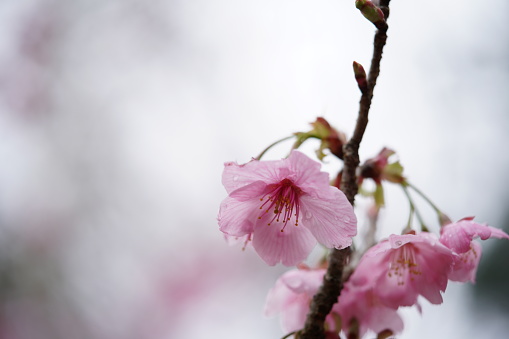 Pink blossom of Okame-zakura