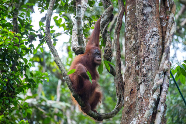 istock Malaysia: Orangutan at Semenggoh 1145371582