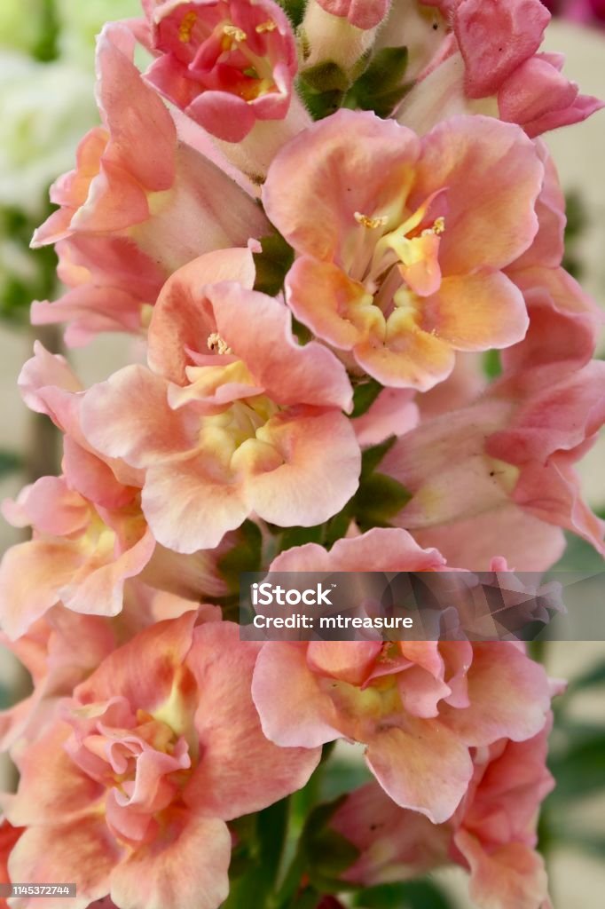 Imagen De Melocotón Naranja Y Rosa Antirrhinum Flores Los Pétalos De Snapdragon Fotoperro Flor Picos Florecen Como Plantas Anuales De Lecho De Jardín De Verano Foto de stock y más banco de Imagen De Melocotón Naranja Y Rosa Antirrhinum Flores Los Pétalos De Snapdragon Fotoperro Flor Picos Florecen Como Plantas Anuales De Lecho De Jardín De Verano Foto de stock y más banco de