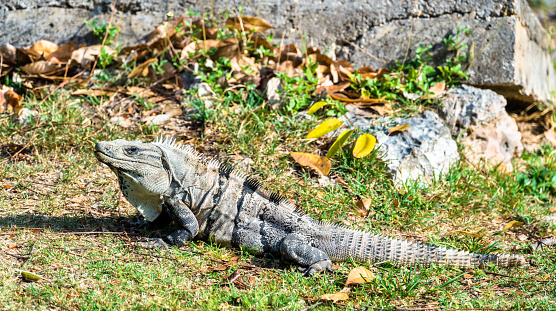 Iguana lizard at Uxmal in South Mexico