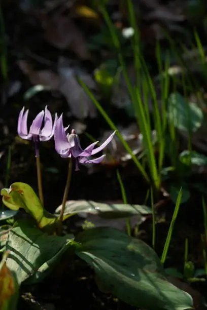 Flower of Dogtooth Violet