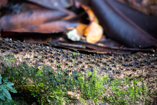 A colony of termites move across the bark of a tree in the rainforest at Semenggoh in Borneo.