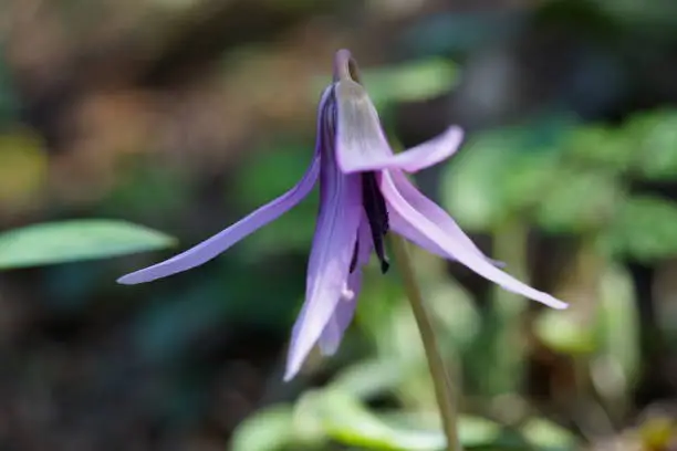 Flower of Dogtooth Violet