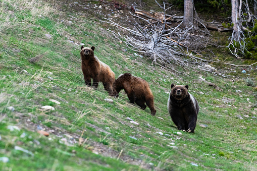 The mother grizzly bear with her cubs in a green meadow