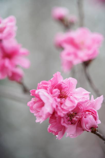istock Peach 'Houkimomo' Double-flowered Pink 1145375766
