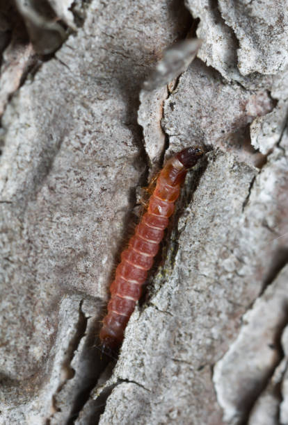 ant beetle, thanasimus formicarius on pine bark - formicarius imagens e fotografias de stock