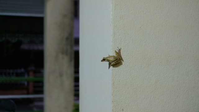 Tree frog sticks on concrete wall