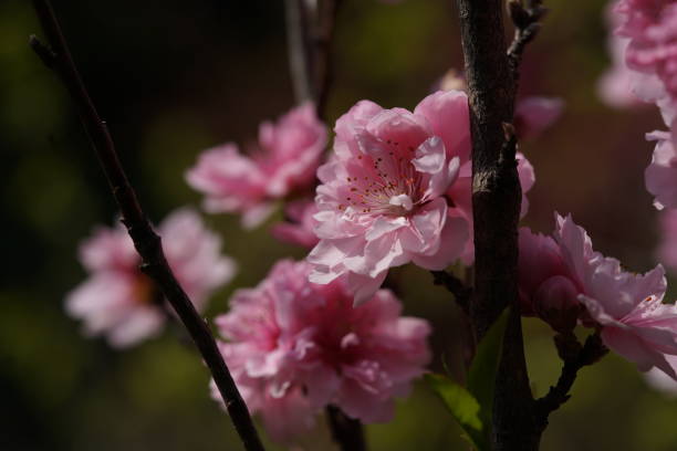 istock Peach 'Houkimomo' Double-flowered Pink 1145377813