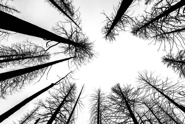 istock Looking up at Giants - Burnt Giant Sequoia Trees 1145378666