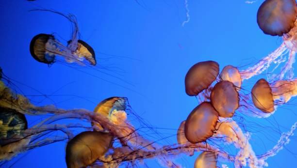 istock Blue and pink jelly fish aquarium 1145379509