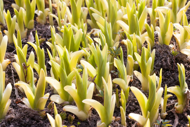 spring green sprouts closeup view - wakening imagens e fotografias de stock