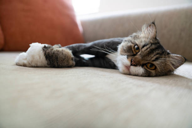 istock Cross breed maine coon persian cat on a sofa 1145381226