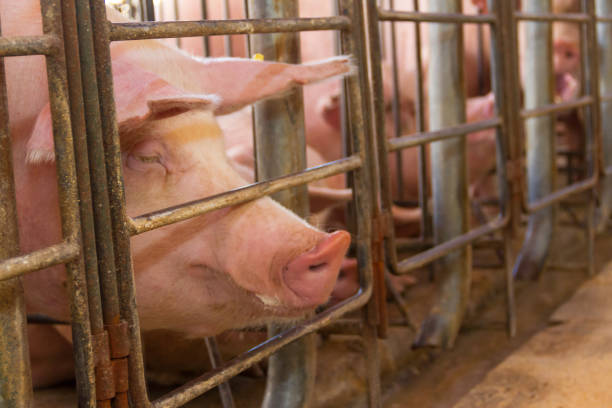 istock industrial pigs hatchery to consume its meat 1145381438