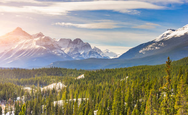 istock Fir trees In Forest on Rocky Mountains Against Sky 1145381474