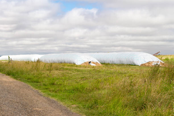 paysage de campagne avec sac de silos en argentine - silo photos et images de collection