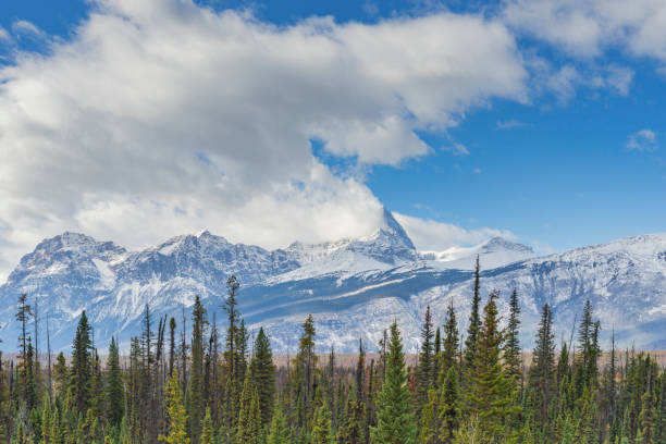 istock Fir trees In Forest Front Of Rocky Mountains Against Sky 1145381579