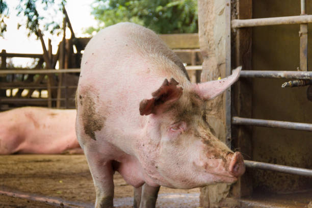 istock industrial pigs hatchery to consume its meat 1145381587