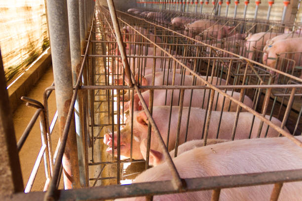 istock industrial pigs hatchery to consume its meat 1145381588