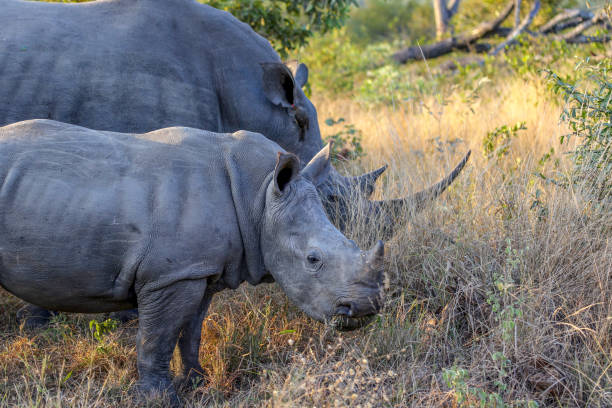 istock White Rhinos in Kruger Wildlife Reserve 1145381634