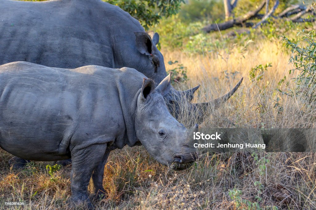 White Rhinos in Kruger Wildlife Reserve Kapama Reserve Stock Photo
