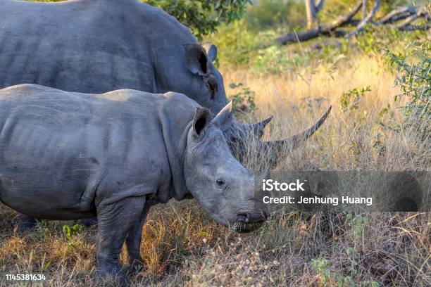 White Rhinos In Kruger Wildlife Reserve Stock Photo - Download Image Now - Kapama Reserve, Africa, Animal