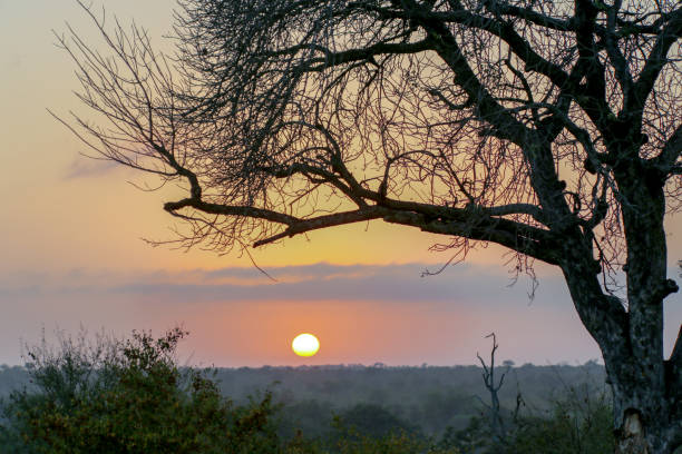 istock Sunset in Kruger park, South Africa 1145381635