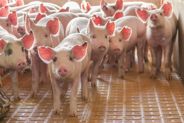 criadero de cerdos industriales para consumir su carne - foto de stock