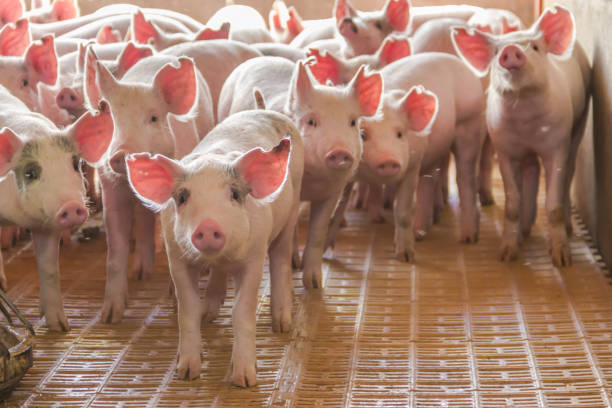 industrial pigs hatchery to consume its meat