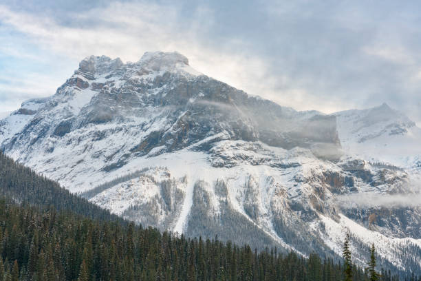 istock Fir trees In Forest Front Of Rocky Mountains Against Sky 1145381741