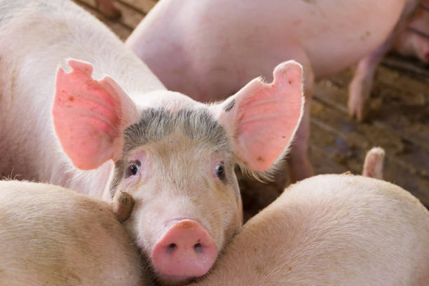 istock industrial pigs hatchery to consume its meat 1145381756