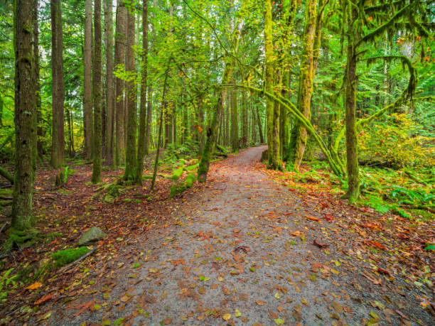 istock Hiking path in the Whistler Rainforest,British Columbia, Canada 1145381759