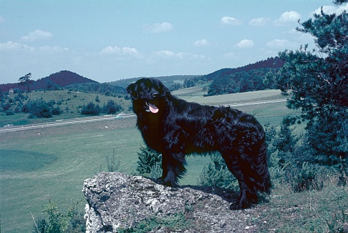 Germany, 1966. Black Labrador.