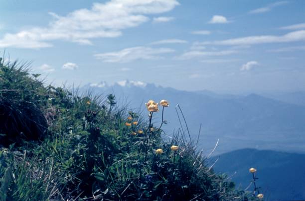 istock Wild meadow and alpine landscape. 1145382801