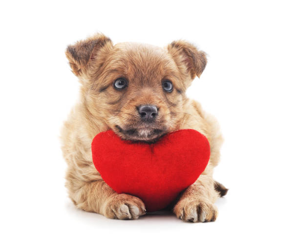 istock One little dog with a red heart. 1145382855