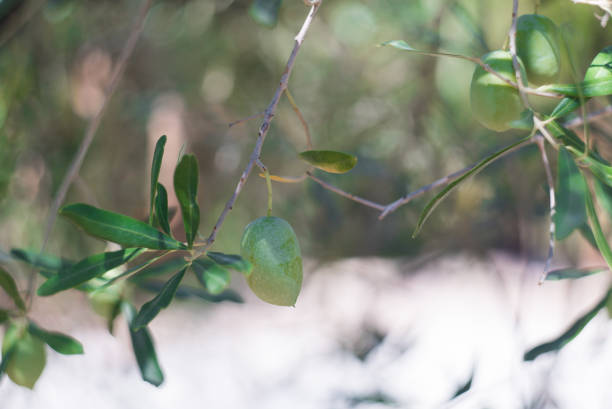 Close up shot of green olive fruits on an olive tree branch on a sunny summer day.
