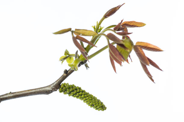 medicinal plants: blossom and young leafs of common walnut (juglans regia) isolated on white background
