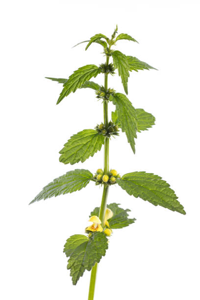 istock yellow archangel (Lamium galeobdolon) isolated on white background 1145383713