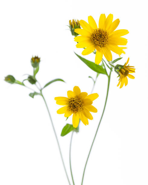 Arnica (Arnica montana) - flowers isolated on white background stock photo