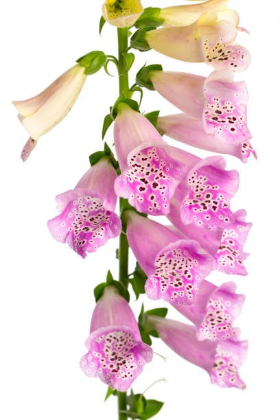 istock coutout purple foxglove (digitalis purpurea) isolated on white background 1145384034