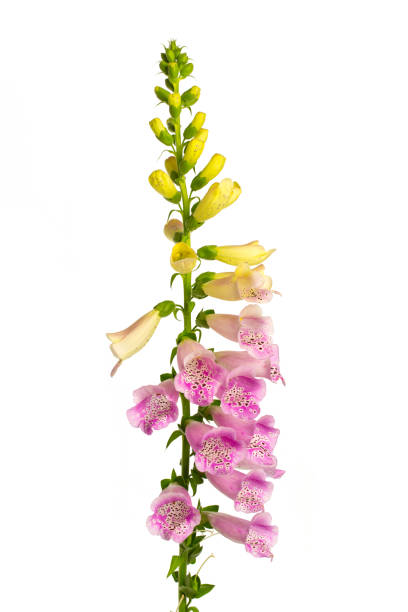 purple foxglove (digitalis purpurea) isolated on white background medicinal plants: purple foxglove (digitalis purpurea) isolated on white background foxglove photos stock pictures, royalty-free photos & images