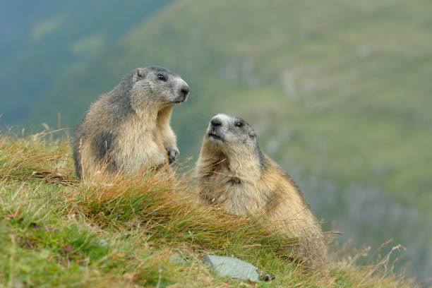 Alpine marmots Alpine marmots, Marmota marmota, Hohe Tauern National Park, Austria, Europe alpine marmot (marmota marmota) stock pictures, royalty-free photos & images