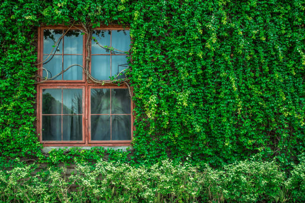 istock Window, Clambering, Glass - Material, Vegetable Garden, Window Frame 1145385079