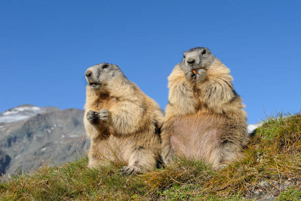 Alpine marmots Alpine marmots, Marmota marmota, Hohe Tauern National Park, Austria, Europe alpine marmot (marmota marmota) stock pictures, royalty-free photos & images