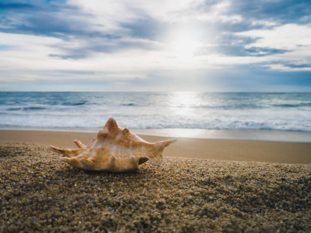 istock Sea shell on the beach at sunset 1145386088